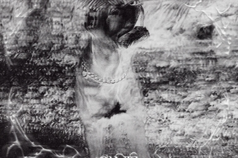 cane corso records pura pura hyas couvre x chefs