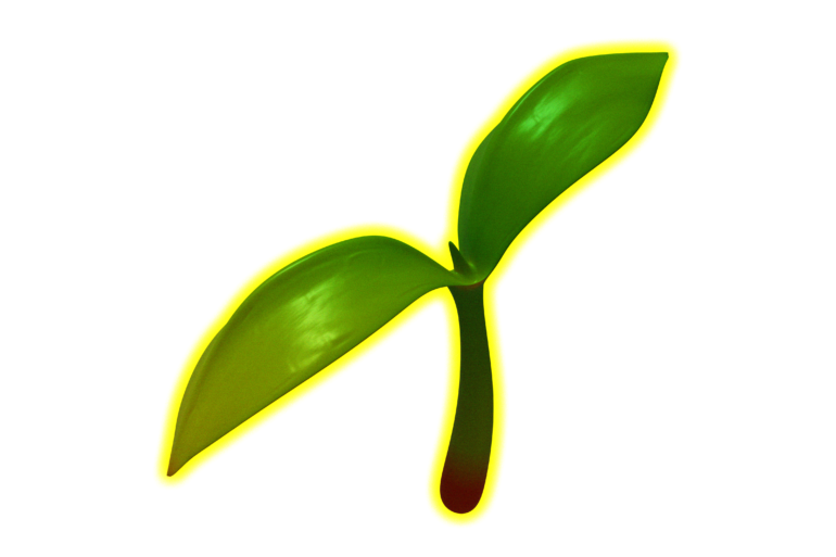 Click Collect Lucien Vantey Dill Dodos Recife